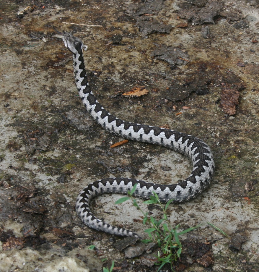 Vipera ammodytes vipera cu corn